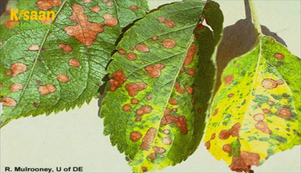 फाइटोटॉक्सिसिटी(पादप विषाक्तता) क्या है? पौधों में फाइटोटॉक्सिसिटी के बारे में जानें फाइटोटॉक्सिसिटी(पादप विषाक्तता) क्या है? पौधों में फाइटोटॉक्सिसिटी के बारे में जानें
